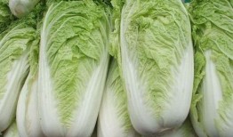 白菜吃鸡爆料视频下载,揭秘游戏幕后精彩瞬间